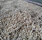 Laos Joy Farm Catimor（ラオス ジョイ農園 カティモール）100g【受注焙煎・自家焙煎コーヒー豆】【甘みと酸味のバランスが良い】