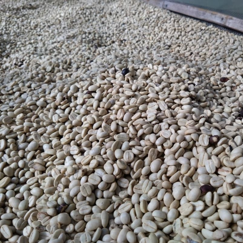 Laos Joy Farm Catimor（ラオス ジョイ農園 カティモール）100g【受注焙煎・自家焙煎コーヒー豆】【甘みと酸味のバランスが良い】