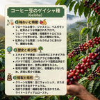 Panama Boquete El Palomar Farm Geisha Natural SHB（パナマ ボケテ エル パロマール農園 ゲイシャ ナチュラル SHB）100g【受注焙煎・自家焙煎コーヒー豆】【繊細なジャスミンの香りと甘く力強いフルーツフレーバー】 (コピー)