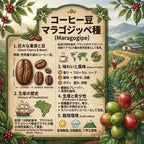Guatemala New Oriente Maragogype SHB（ グアテマラ ニューオリエンテ マラゴジッペ SHB）100g【受注焙煎・自家焙煎コーヒー豆】【爽やかな酸味と深いコク】