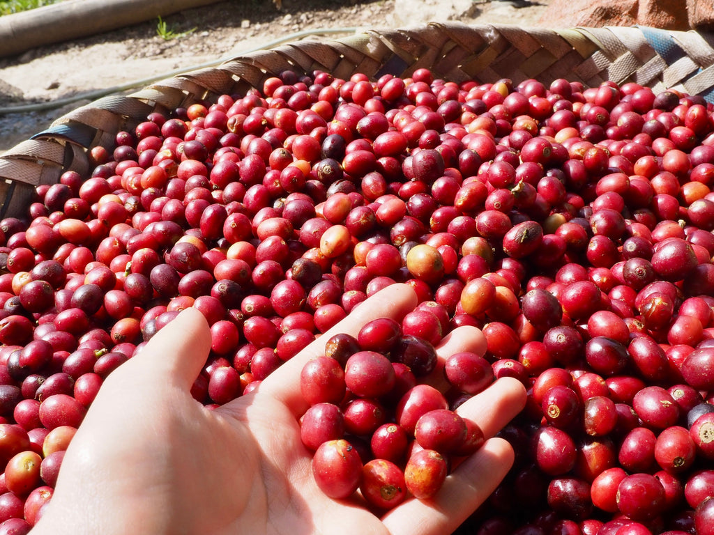 East Timor Microlot Hawleung Village Wash（東ティモール マイクロロット ハウレウン村 ウォッシュ）100g【受注焙煎・自家焙煎コーヒー豆】【甘味と酸味の良いバランス】
