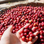 East Timor Microlot Hawleung Village Wash（東ティモール マイクロロット ハウレウン村 ウォッシュ）100g【受注焙煎・自家焙煎コーヒー豆】【甘味と酸味の良いバランス】