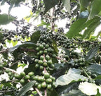 Brazil Santos No.2 17/18（ブラジル　サントスNO.2 17/18）100g【受注焙煎・自家焙煎コーヒー豆】【味や香りのバランスが良い】