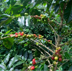 Indonesia Mandheling G1 S18 Harapan（インドネシア マンデリンG1 ハラパン S18）100g【受注焙煎・自家焙煎コーヒー豆】【酸味を抑えた力強いコク】