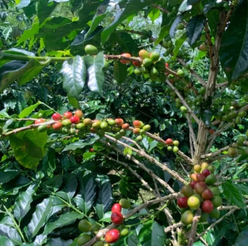Indonesia Mandheling G1 S18 Harapan（インドネシア マンデリンG1 ハラパン S18）100g【受注焙煎・自家焙煎コーヒー豆】【酸味を抑えた力強いコク】