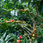 Indonesia Mandheling G1 S18 Harapan（インドネシア マンデリンG1 ハラパン S18）100g【受注焙煎・自家焙煎コーヒー豆】【酸味を抑えた力強いコク】