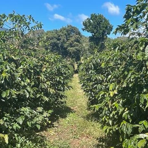 Panama Boquete El Palomar Farm Geisha Natural（パナマ ボケテ エル パロマール農園 ゲイシャ ナチュラル）100g【受注焙煎・自家焙煎コーヒー豆】【繊細なジャスミンの香りと甘く力強いフルーツフレーバー】
