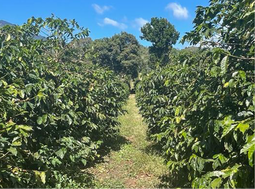 Panama Boquete El Palomar Farm Geisha Natural（パナマ ボケテ エル パロマール農園 ゲイシャ ナチュラル）100g【受注焙煎・自家焙煎コーヒー豆】【繊細なジャスミンの香りと甘く力強いフルーツフレーバー】