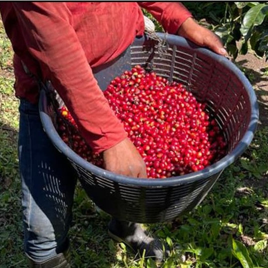 Panama Boquete El Palomar Farm Geisha Natural（パナマ ボケテ エル パロマール農園 ゲイシャ ナチュラル）100g【受注焙煎・自家焙煎コーヒー豆】【繊細なジャスミンの香りと甘く力強いフルーツフレーバー】