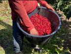 Panama Boquete El Palomar Farm Geisha Natural（パナマ ボケテ エル パロマール農園 ゲイシャ ナチュラル）100g【受注焙煎・自家焙煎コーヒー豆】【繊細なジャスミンの香りと甘く力強いフルーツフレーバー】