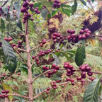 Ethiopia Kaffa Zinabu Farm Geisha G3 Natural（エチオピア カッファ ジナブ農園 ゲイシャG3 ナチュラル）100g【受注焙煎・自家焙煎コーヒー豆】【フルーティーな香りと酸味】