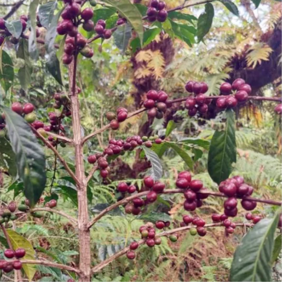Ethiopia Kaffa Zinabu Farm Geisha G3 Natural（エチオピア カッファ ジナブ農園 ゲイシャG3 ナチュラル）100g【受注焙煎・自家焙煎コーヒー豆】【フルーティーな香りと酸味】
