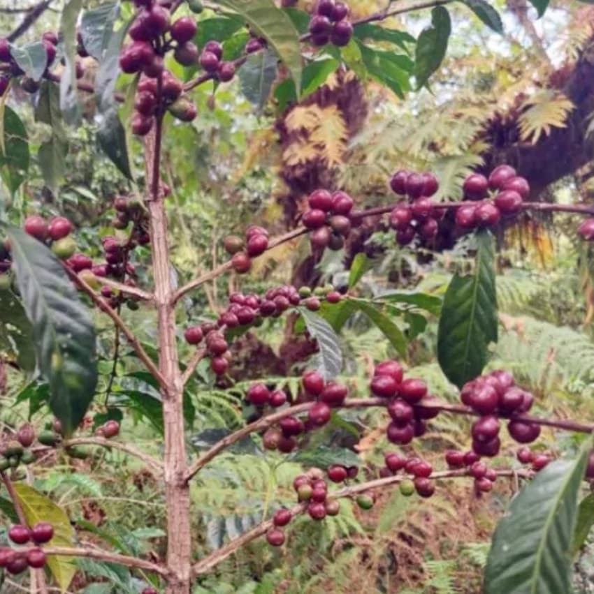 Ethiopia Kaffa Zinabu Farm Geisha G3 Natural（エチオピア カッファ ジナブ農園 ゲイシャG3 ナチュラル）100g【受注焙煎・自家焙煎コーヒー豆】【フルーティーな香りと酸味】