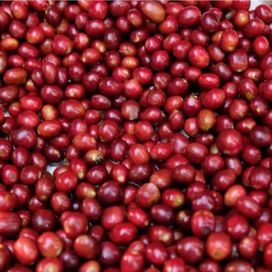 Ethiopia Sidamo G1 TADE GG Farm Natural（エチオピア シダモG1 タデGG農園 ナチュラル）100g【受注焙煎・自家焙煎コーヒー豆】【ラズベリーを感じさせる甘い香り】