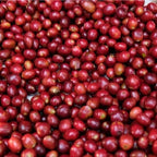 Ethiopia Sidamo G1 TADE GG Farm Natural（エチオピア シダモG1 タデGG農園 ナチュラル）100g【受注焙煎・自家焙煎コーヒー豆】【ラズベリーを感じさせる甘い香り】