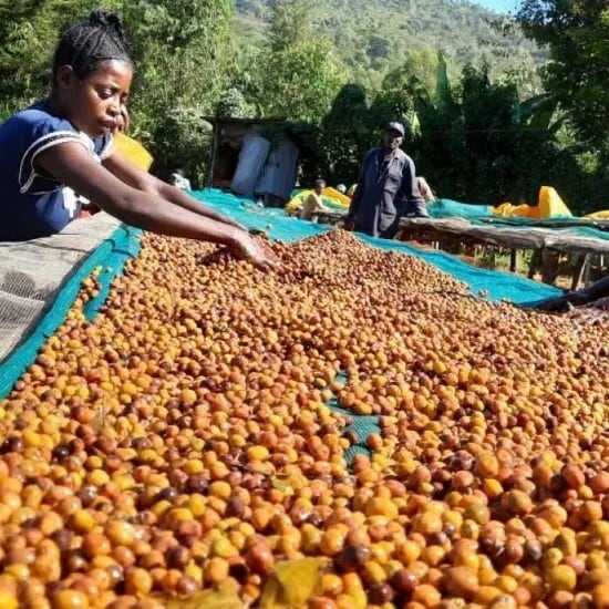 Ethiopia Yirgacheffe Beloya 7Days G1 Anaerobic Natural（エチオピア イルガチャフィG1 ベロヤ 7Days アナエロビック ナチュラル）100g【受注焙煎・自家焙煎コーヒー豆】【芳醇で官能的な一杯）