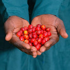 Uganda Darley – Mount Elgon Buyaji Anaerobic Natural（ウガンダ ダーレー社 マウントエルゴン ブヤジ アナエロビックナチュラル ）100g 【受注焙煎・自家焙煎コーヒー豆】【爽やかな果実味と、ウイスキーのような発酵感】