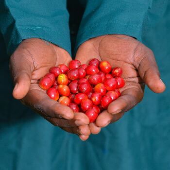 Uganda Darley – Mount Elgon Buyaji Anaerobic Natural（ウガンダ ダーレー社 マウントエルゴン ブヤジ アナエロビックナチュラル ）100g 【受注焙煎・自家焙煎コーヒー豆】【爽やかな果実味と、ウイスキーのような発酵感】
