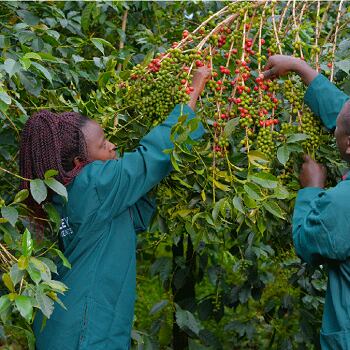 Uganda Darley – Mount Elgon Buyaji Anaerobic Natural（ウガンダ ダーレー社 マウントエルゴン ブヤジ アナエロビックナチュラル ）100g 【受注焙煎・自家焙煎コーヒー豆】【爽やかな果実味と、ウイスキーのような発酵感】