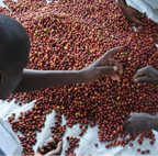 Rwanda Skyhill Coproca CWS（ルワンダ スカイヒル コプロカCWS）100g【受注焙煎・自家焙煎コーヒー豆】【爽やかな酸味とフルーティーな香り】