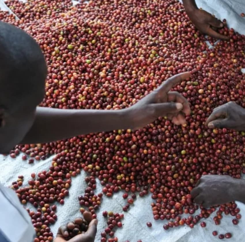 Rwanda Skyhill Coproca CWS（ルワンダ スカイヒル コプロカCWS）100g【受注焙煎・自家焙煎コーヒー豆】【爽やかな酸味とフルーティーな香り】
