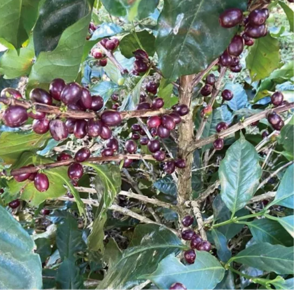 El Salvador SHG Finca Bella Vista（エルサルバドル SHG ベジャ・ビスタ農園）100g【受注焙煎・自家焙煎コーヒー豆】【マイルドな酸味とすっきり後味】