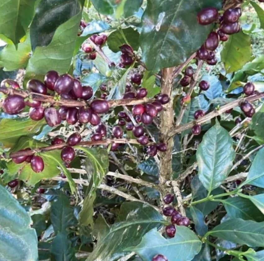 El Salvador SHG Finca Bella Vista（エルサルバドル SHG ベジャ・ビスタ農園）100g【受注焙煎・自家焙煎コーヒー豆】【マイルドな酸味とすっきり後味】