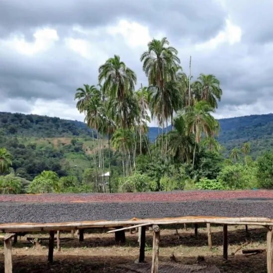 Ethiopia Yirgacheffe Beloya 7Days G1 Anaerobic Natural（エチオピア イルガチャフィG1 ベロヤ 7Days アナエロビック ナチュラル）100g【受注焙煎・自家焙煎コーヒー豆】【芳醇で官能的な一杯）