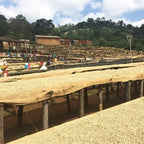 Ethiopia Sidamo G1 TADE GG Farm Natural（エチオピア シダモG1 タデGG農園 ナチュラル）100g【受注焙煎・自家焙煎コーヒー豆】【ラズベリーを感じさせる甘い香り】