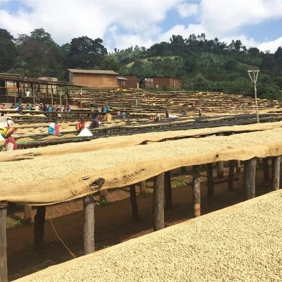Ethiopia Sidamo G1 TADE GG Farm Natural（エチオピア シダモG1 タデGG農園 ナチュラル）100g【受注焙煎・自家焙煎コーヒー豆】【ラズベリーを感じさせる甘い香り】