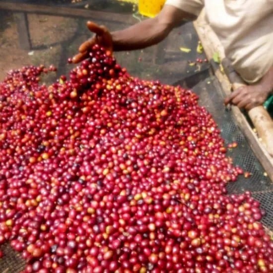 Ethiopia Kaffa Zinabu Farm Geisha G3 Natural（エチオピア カッファ ジナブ農園 ゲイシャG3 ナチュラル）100g【受注焙煎・自家焙煎コーヒー豆】【フルーティーな香りと酸味】