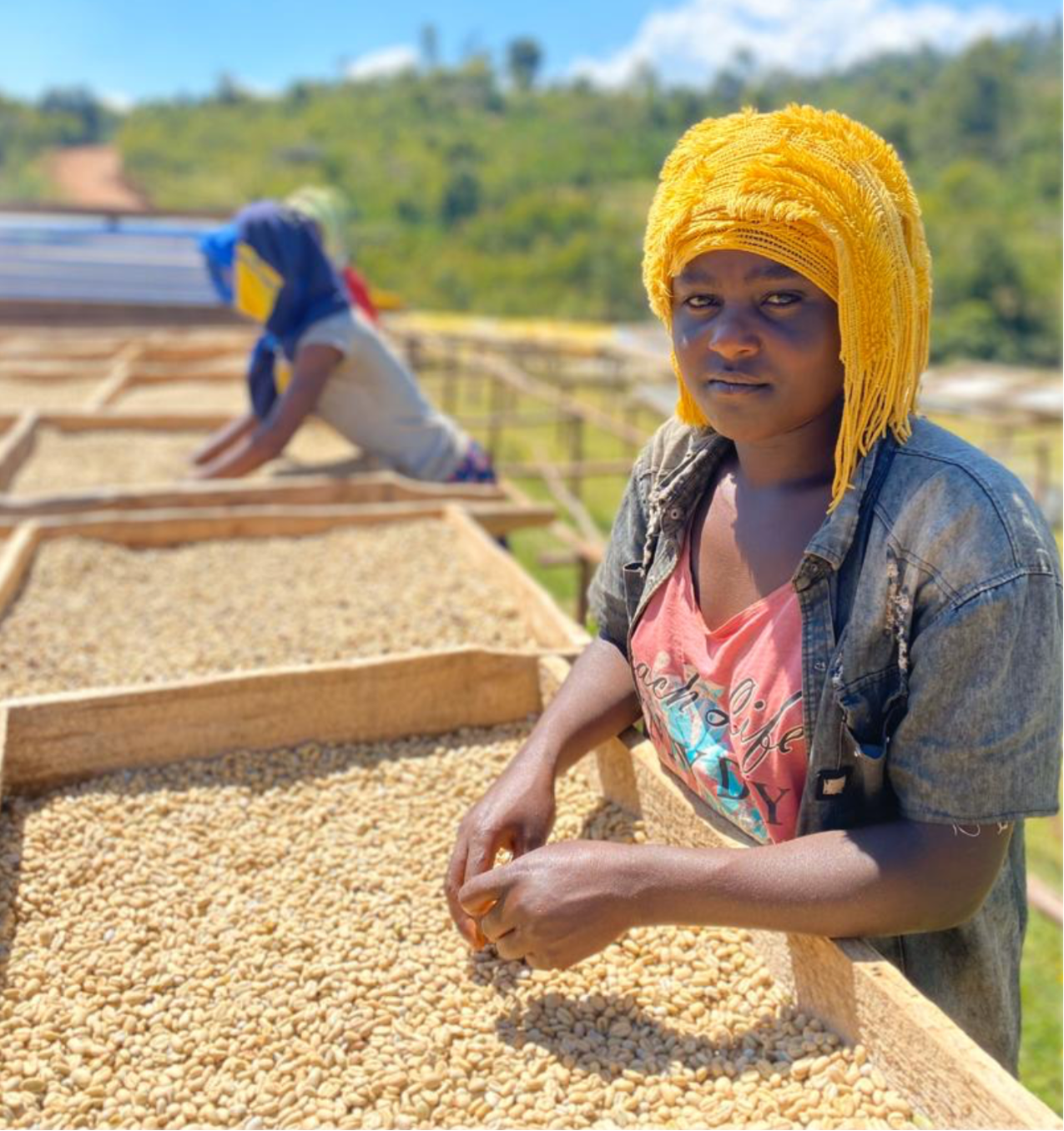 Ethiopia Heleph G1 Natural（エチオピア へレフ G1 ナチュラル）100g【受注焙煎・自家焙煎コーヒー豆】【フルーティーな香りと酸味】