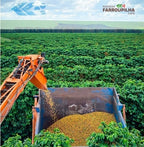 Brazil Geisha Farroupilha Farm Natural（ ブラジル ゲイシャ ファホーピリャ農園 ナチュラル ）100g【受注焙煎・自家焙煎コーヒー豆】【気品ある花香と完熟果実の濃厚な甘みが溶け合う】