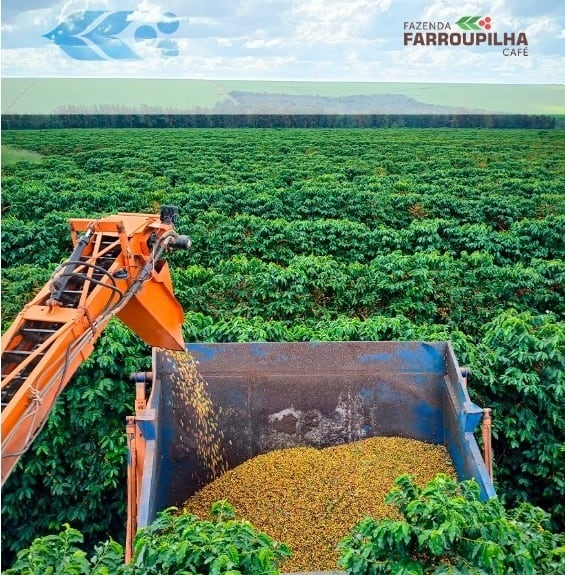 Brazil Geisha Farroupilha Farm Natural（ ブラジル ゲイシャ ファホーピリャ農園 ナチュラル ）100g【受注焙煎・自家焙煎コーヒー豆】【気品ある花香と完熟果実の濃厚な甘みが溶け合う】