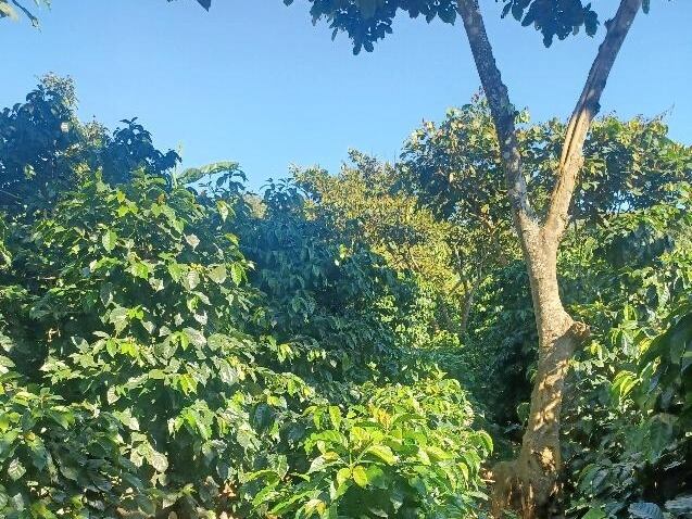 Guatemala Antigua San Francisco Farm Wash SHB（グアテマラ アンティグア サンフランシスコ農園 ウォッシュ SHB）100g【受注焙煎・自家焙煎コーヒー豆】【透き通るようなクリーンさと、とろける蜂蜜の甘い余韻】