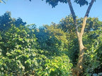 Guatemala Antigua San Francisco Farm Wash SHB（グアテマラ アンティグア サンフランシスコ農園 ウォッシュ SHB）100g【受注焙煎・自家焙煎コーヒー豆】【透き通るようなクリーンさと、とろける蜂蜜の甘い余韻】