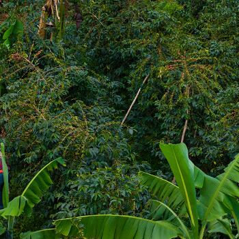 Uganda Darley – Mount Elgon Buyaji Anaerobic Natural（ウガンダ ダーレー社 マウントエルゴン ブヤジ アナエロビックナチュラル ）100g 【受注焙煎・自家焙煎コーヒー豆】【爽やかな果実味と、ウイスキーのような発酵感】