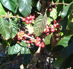 Laos Joy Farm Catimor（ラオス ジョイ農園 カティモール）100g【受注焙煎・自家焙煎コーヒー豆】【甘みと酸味のバランスが良い】