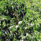 Ethiopia Kaffa Zinabu Farm Geisha G3 Natural（エチオピア カッファ ジナブ農園 ゲイシャG3 ナチュラル）100g【受注焙煎・自家焙煎コーヒー豆】【フルーティーな香りと酸味】