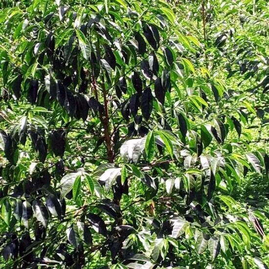 Ethiopia Kaffa Zinabu Farm Geisha G3 Natural（エチオピア カッファ ジナブ農園 ゲイシャG3 ナチュラル）100g【受注焙煎・自家焙煎コーヒー豆】【フルーティーな香りと酸味】