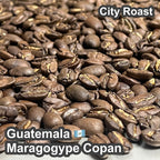 Guatemala Maragogype Copan（ グアテマラ マラゴジッペ コバン）100g【受注焙煎・自家焙煎コーヒー豆】【爽やかな酸味と深いコク】