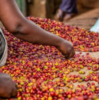 Uganda Kapchorwa Mt.Elgon BlackHoney（ ウガンダ カプチョルワ マウント エルゴン ブラックハニー ）100g 【受注焙煎・自家焙煎コーヒー豆】【ほろ苦さのキレと甘味のバランス】