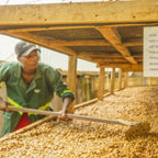 Uganda Kapchorwa Mt.Elgon BlackHoney（ ウガンダ カプチョルワ マウント エルゴン ブラックハニー ）100g 【受注焙煎・自家焙煎コーヒー豆】【ほろ苦さのキレと甘味のバランス】