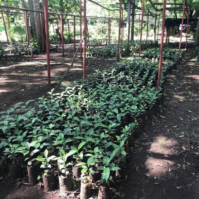 Tanzania Ngorongoro Congoni Farm Agarwal Family Wash AA（ タンザニア ンゴロンゴロ コンゴニ農園 アガワルファミリー ウォッシュ AA）100g 【受注焙煎・自家焙煎コーヒー豆】【ダークチョコレートのような甘味とほろ苦さ】