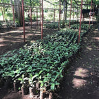 Tanzania Ngorongoro Congoni Farm Agarwal Family Wash AA（ タンザニア ンゴロンゴロ コンゴニ農園 アガワルファミリー ウォッシュ AA）100g 【受注焙煎・自家焙煎コーヒー豆】【ダークチョコレートのような甘味とほろ苦さ】
