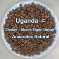 Uganda Darley – Mount Elgon Buyaji Anaerobic Natural（ウガンダ ダーレー社 マウントエルゴン ブヤジ アナエロビックナチュラル ）100g 【受注焙煎・自家焙煎コーヒー豆】【爽やかな果実味と、ウイスキーのような発酵感】