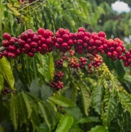 Kenya AA（ケニア ＡＡ）100g【受注焙煎・自家焙煎コーヒー豆】【香り高いコクとフルーティーな酸味】
