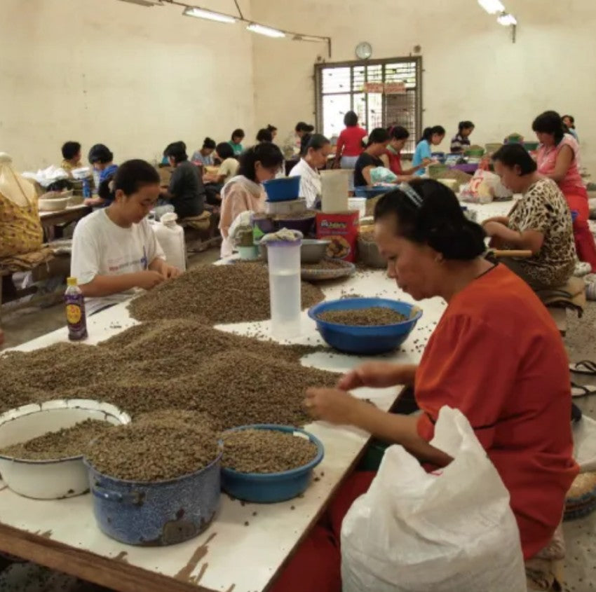 Indonesia Mandheling Sinar（インドネシア マンデリン シナール)100g【受注焙煎・自家焙煎コーヒー豆】【酸味を抑えた力強いコク】