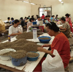 Indonesia Mandheling Sinar（インドネシア マンデリン シナール)100g【受注焙煎・自家焙煎コーヒー豆】【酸味を抑えた力強いコク】