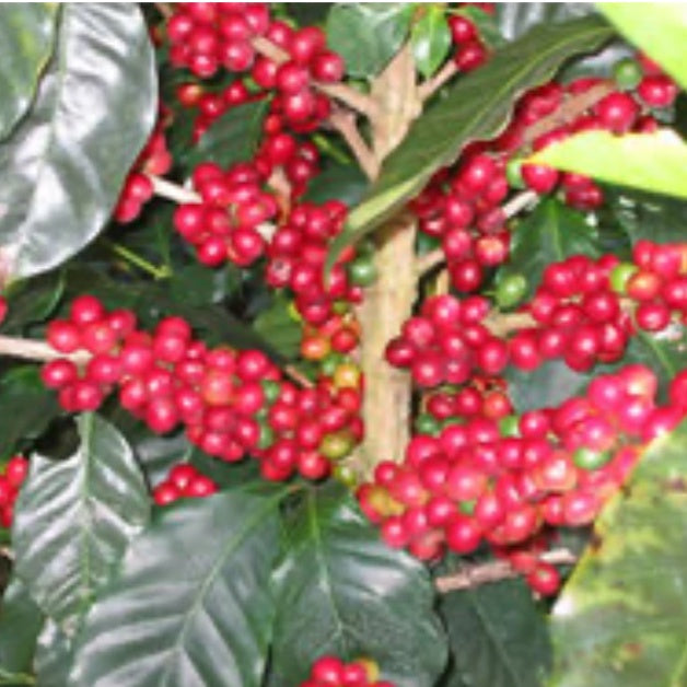 Panama La Esmeralda Private Collection Geisha Natural（パナマ ラ エスメラルダ プライベート コレクション ゲイシャ ナチュラル）100g【受注焙煎・自家焙煎コーヒー豆】【リッチで複雑な風味 フローラルな香りのゲイシャ】